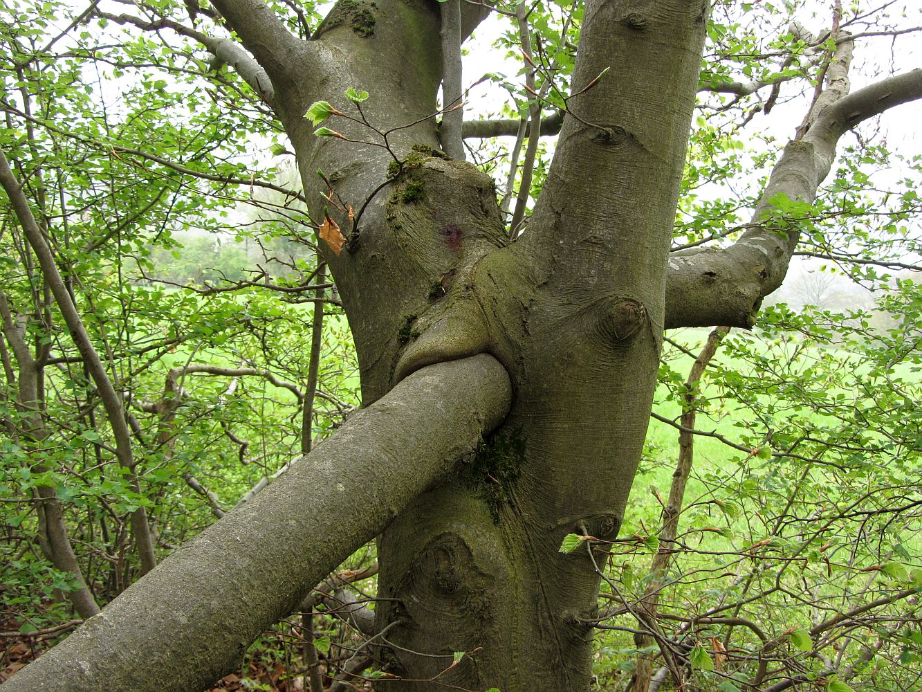 mein BLIESGAU-Wunderbaum...