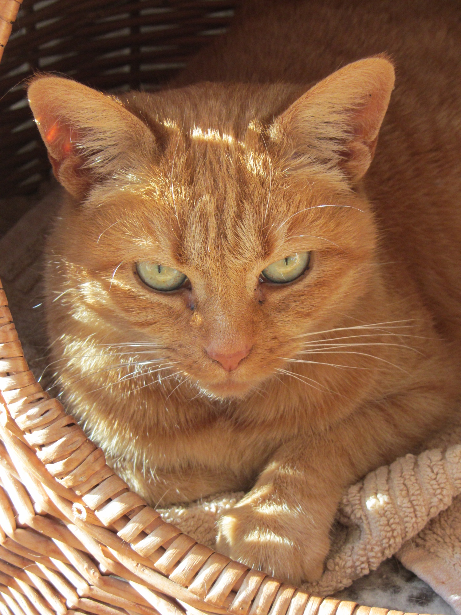 ein sch&ouml;nes Tier...